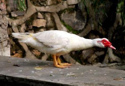 春江水暖鸭先知-毛家峪池塘边的红嘴鸭